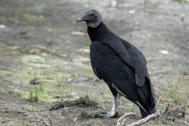 Vultures in Florida