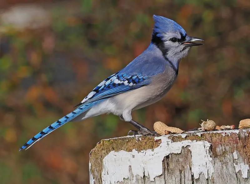 types of blue jays in california