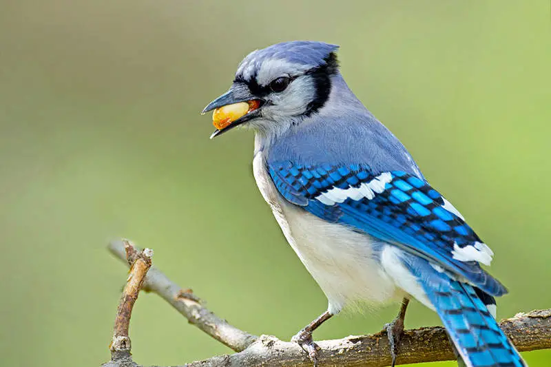 Blue Jay in Florida