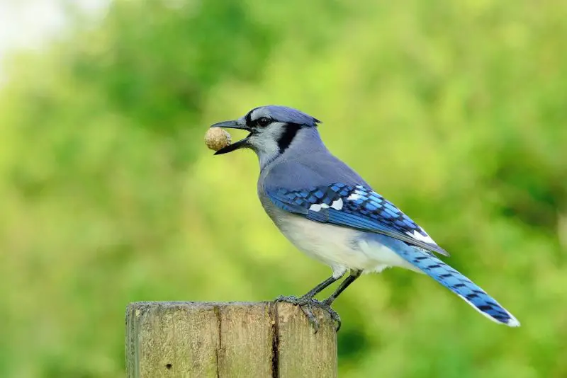 Blue Jays in Illinois