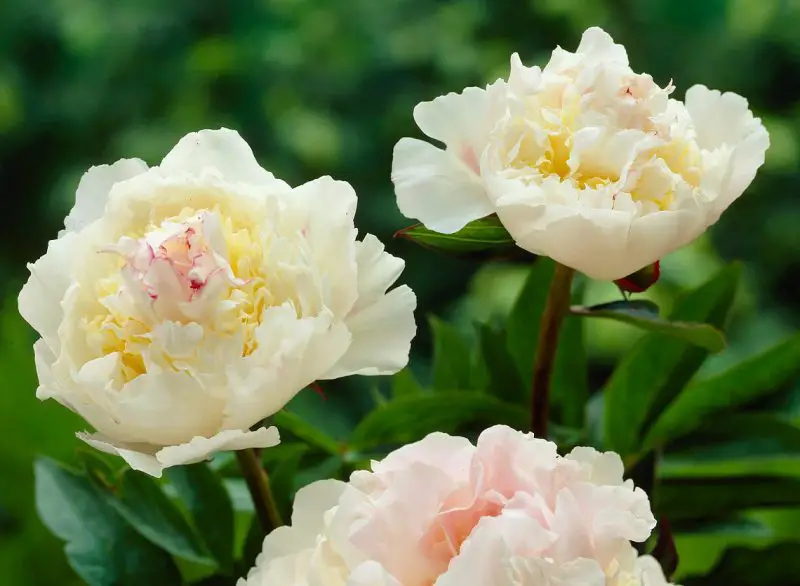 blush-queen-800x586-1 Yellow Peonies