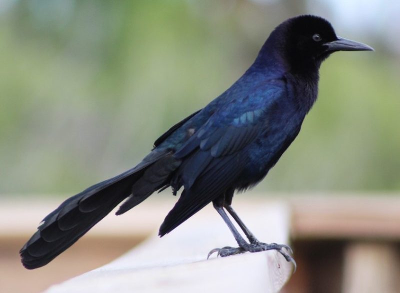 boat-tailed-grackle-800x587-1 Blackbirds in Arizona