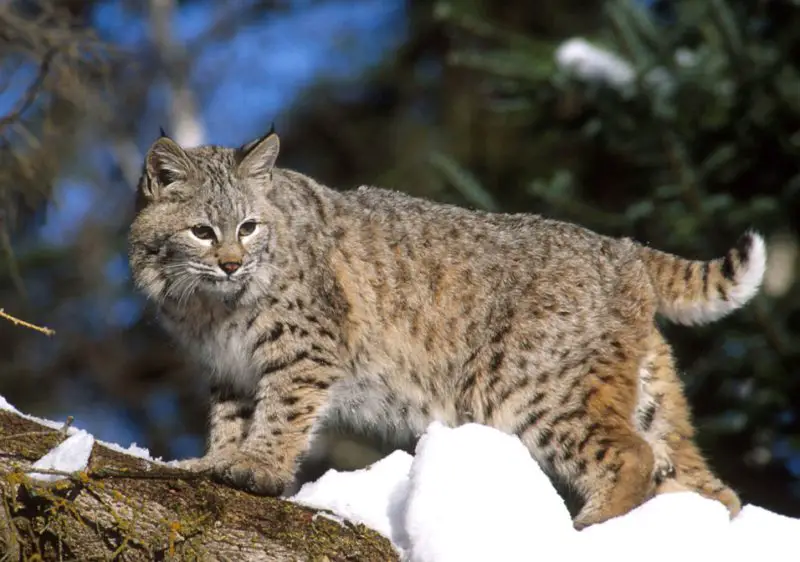 Bobcats in Ohio