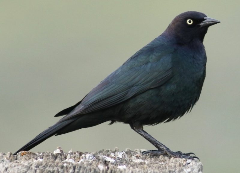 brewers-blackbird-800x578-1 Blackbirds in Arizona