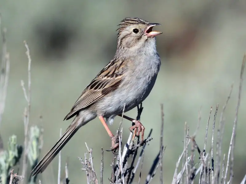 brewers-sparrow-spizella-breweri-800x600-1 Sparrows in Texas