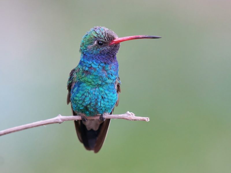 Hummingbirds in Washington State