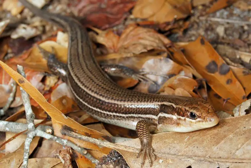 Lizards in Georgia