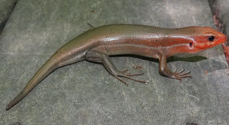 Lizards in Georgia