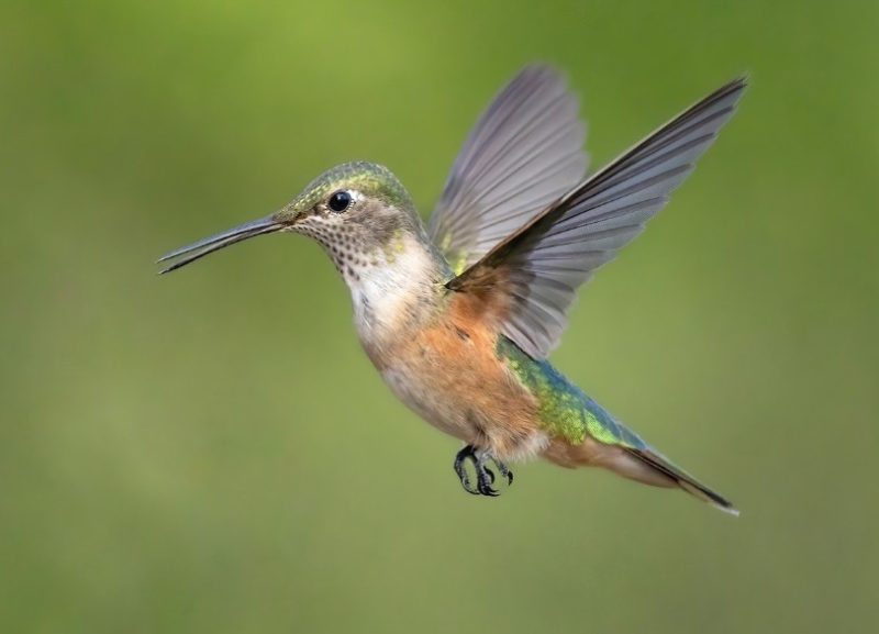 Hummingbirds in Washington State