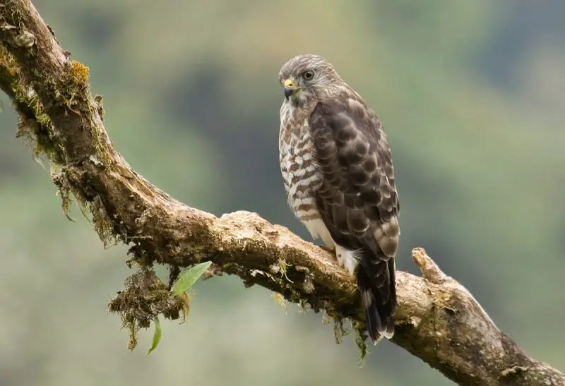 broad-winged-hawks-buteo-platypterus-800x547-1-2 Hawks in Ohio