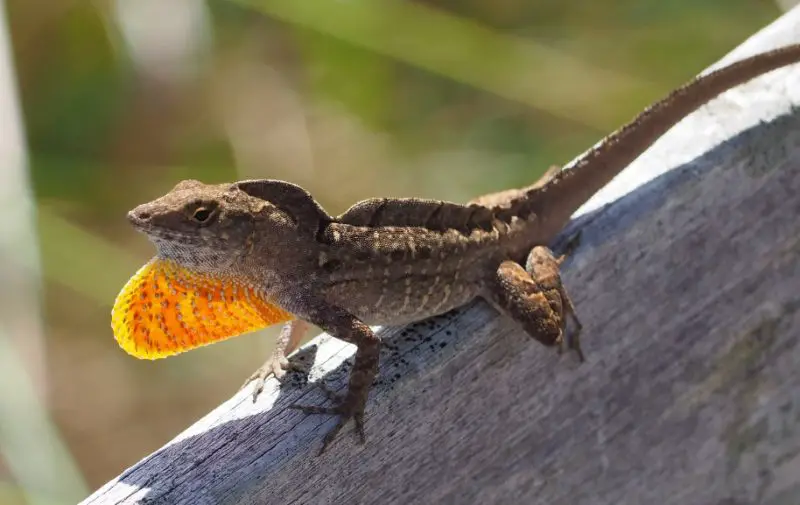 Lizards in Georgia