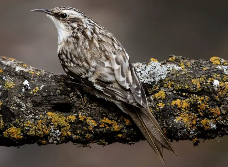 Common Birds in Oregon