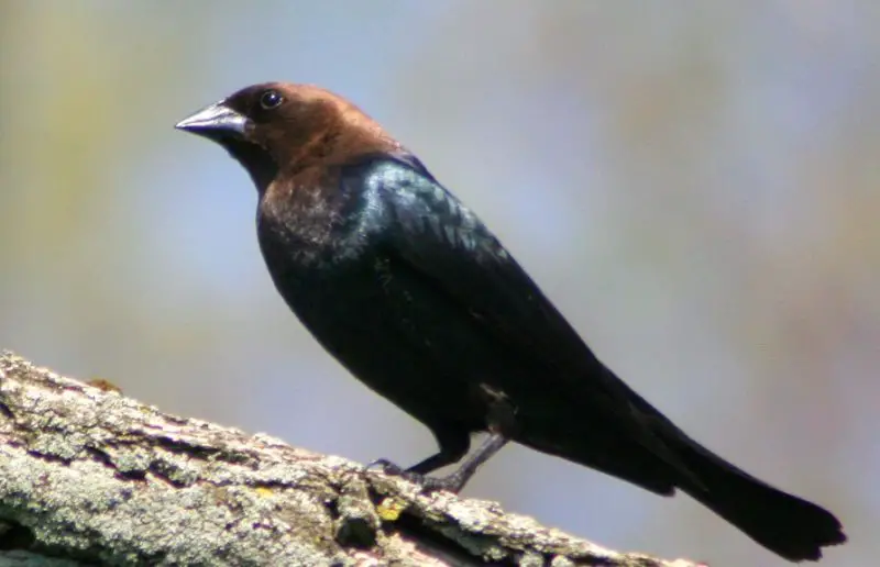 brown-headed-cowbird-800x516-1-1 Blackbirds in Arizona