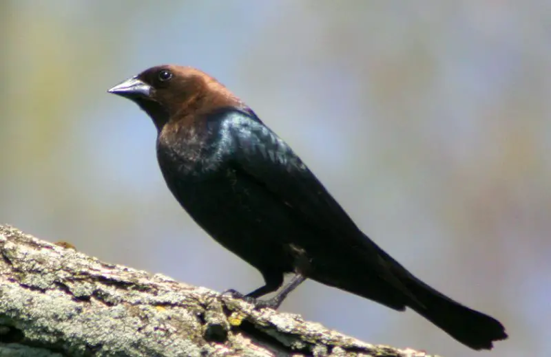 Common Birds in Pennsylvania
