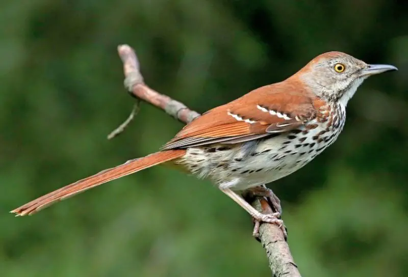 brown-thrasher-800x544-1 Common Birds in Oklahoma