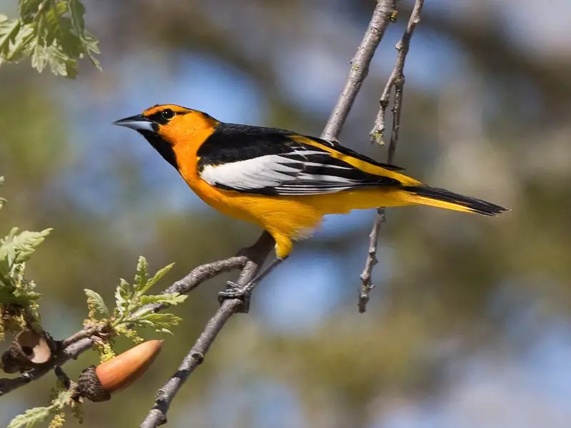 bullocks-oriole-800x600-1 Blackbirds in Arizona