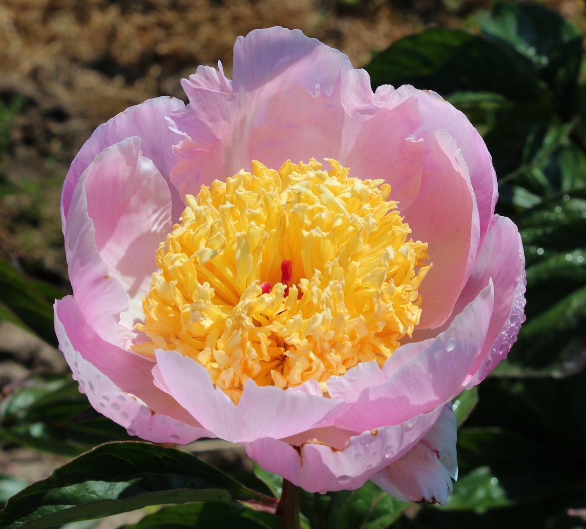 butter-bowl Yellow Peonies