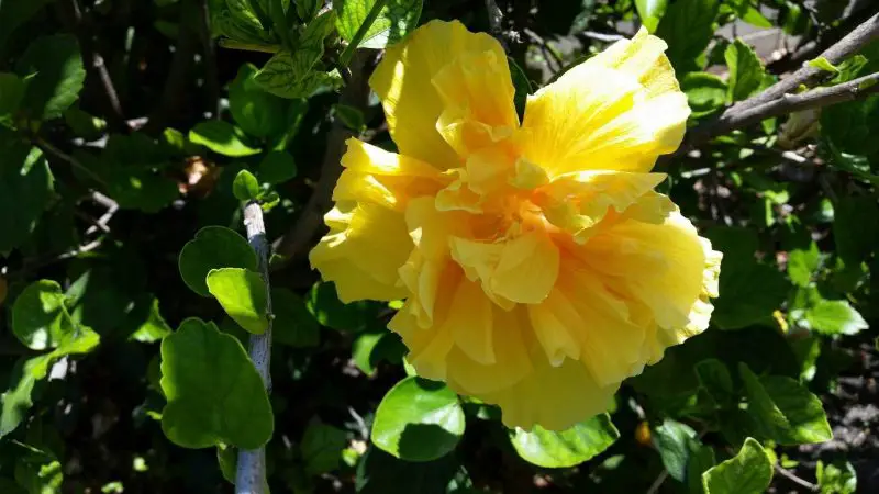 yellow hibiscus