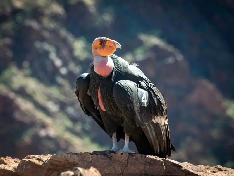 Vultures in Florida