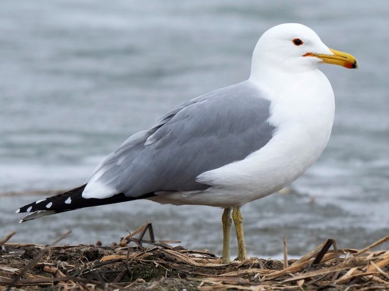 Gulls in Colorado