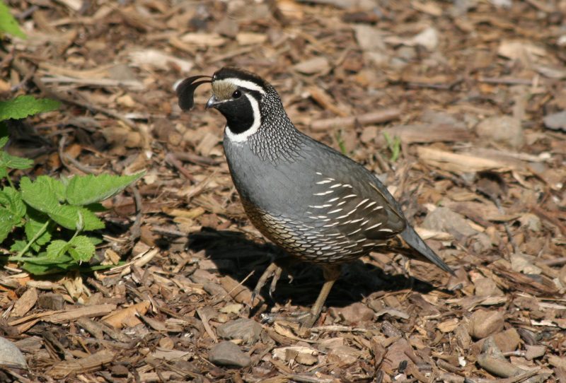 Quail in Idaho