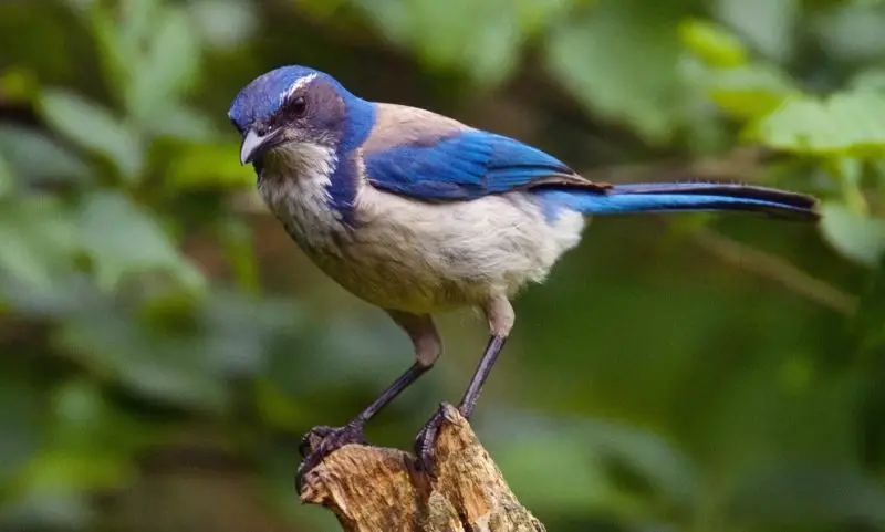 types of blue jays in california
