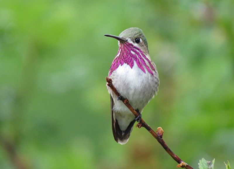Hummingbirds in Washington State