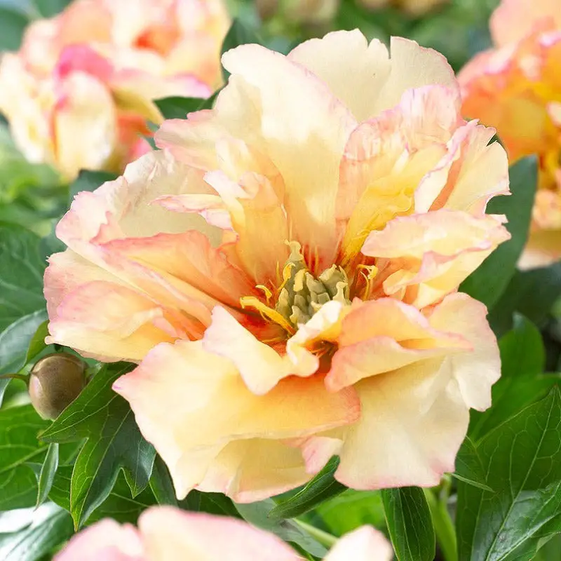 canary-brilliants Yellow Peonies