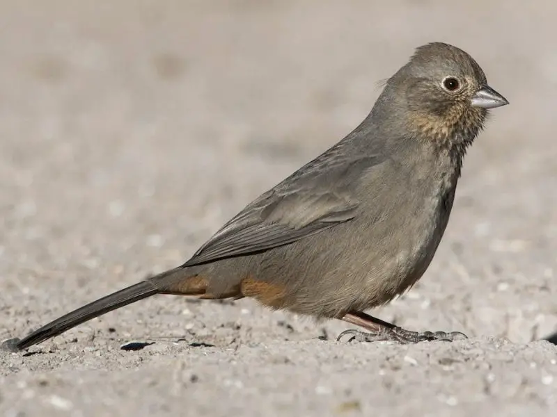 canyon-towhee-melozone-fusca-800x600-1 Sparrows in Texas