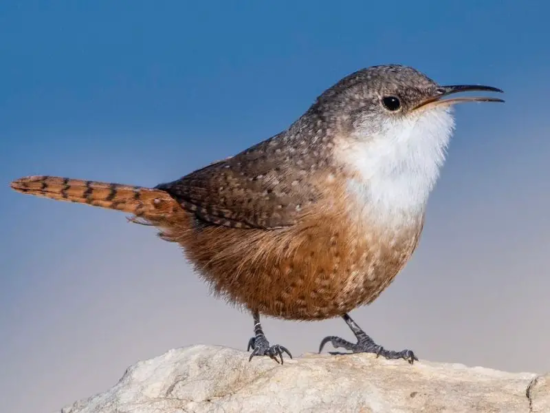 canyon-wren-800x600-1-2 Wrens in California