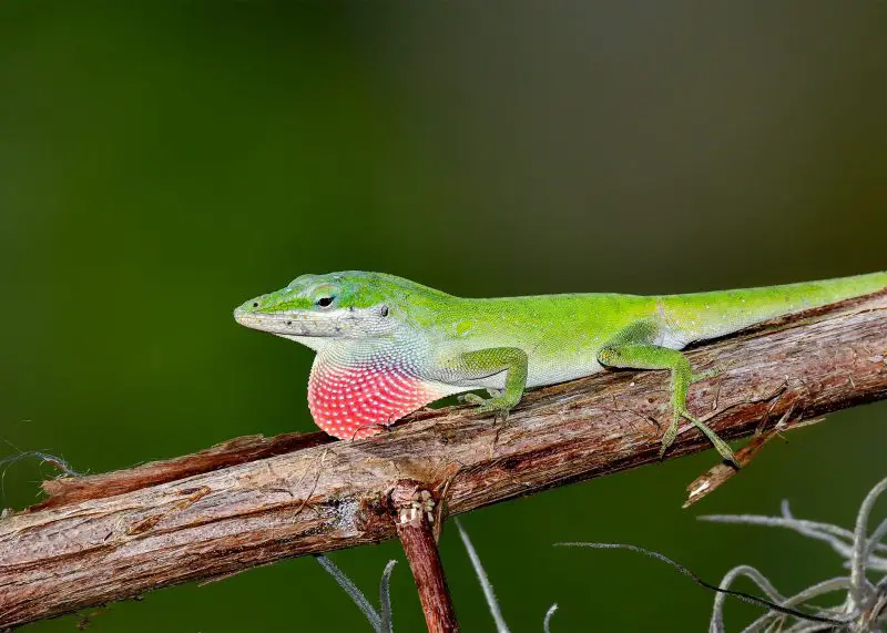 Lizards in Georgia