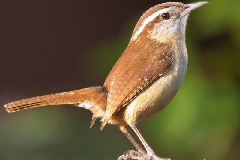 Wrens in Michigan