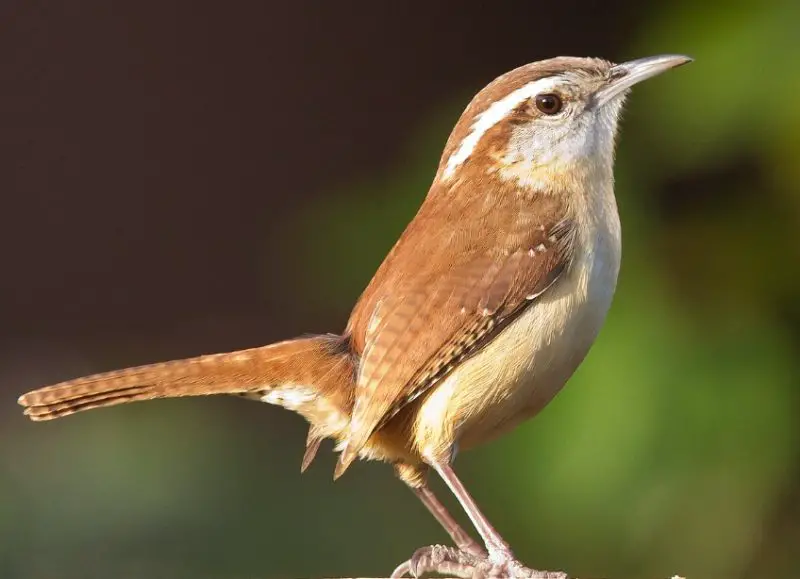 carolina-wren-800x579-1-2 Wrens in Ohio