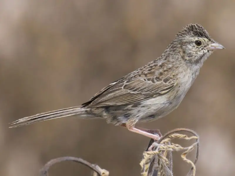 cassins-sparrow-peucaea-cassinii-800x600-1 Sparrows in Texas