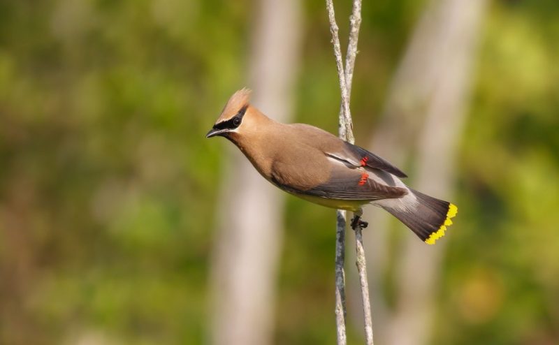 cedar-waxwing-1-800x494-1 Common Birds in Oklahoma