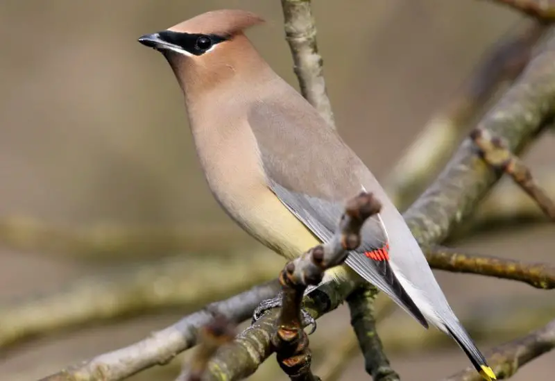 Common Birds in Pennsylvania