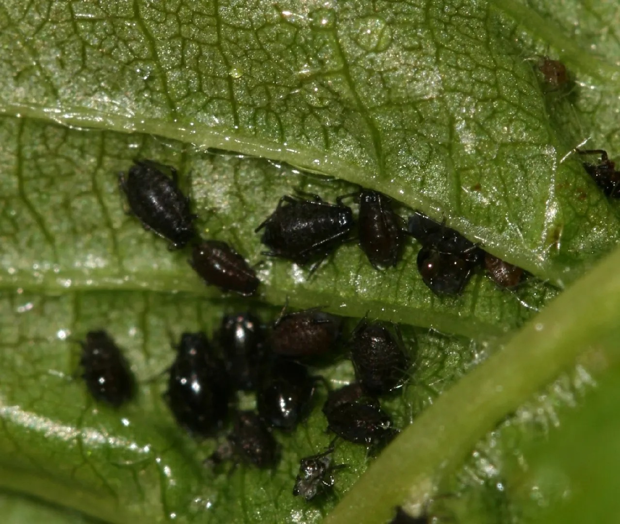 Black Aphids