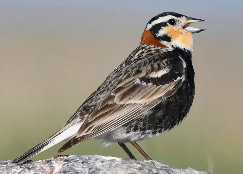 chestnut-collared-longspur-800x573-1 Sparrows in Texas