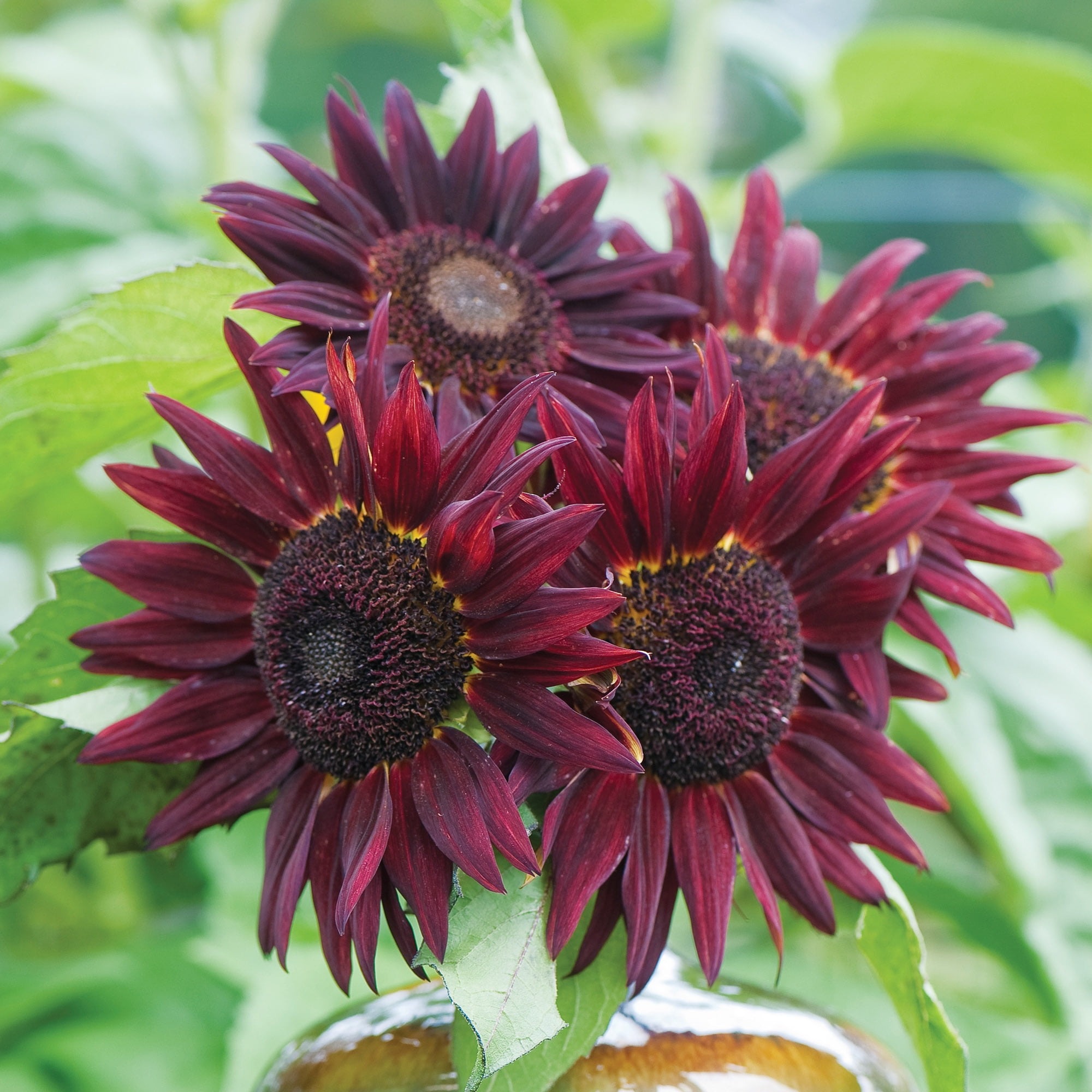 Purple Sunflowers