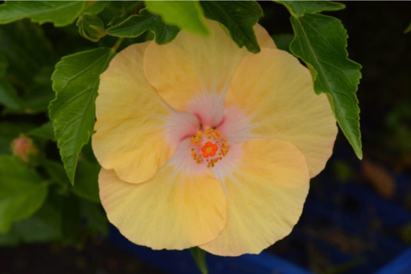 yellow hibiscus