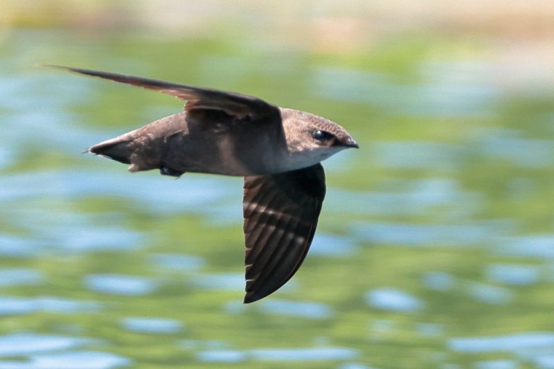 Common Birds in Pennsylvania
