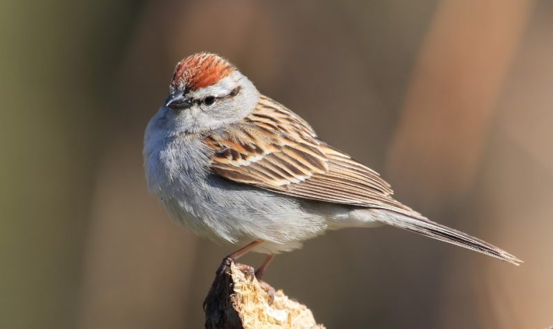 Common Birds in Pennsylvania