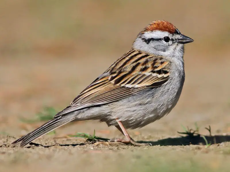 chipping-sparrow-spizella-passerina-800x600-1 Sparrows in Texas