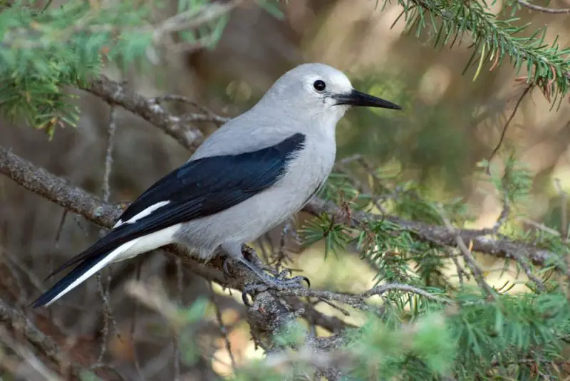 Types of Jays in Oregon