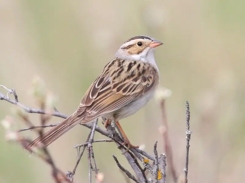 clay-colored-sparrow-spizella-pallida-800x600-1 Sparrows in Texas