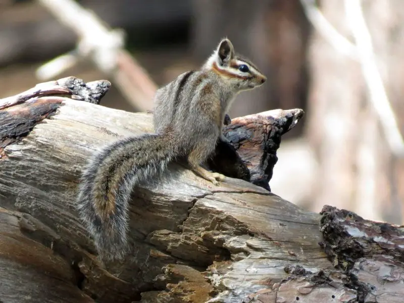 cliff-chipmunk-neotamias-dorsalis-800x600-1 Squirrels in Utah