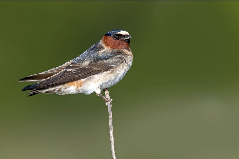 cliff-swallow-800x534-1 Common Birds in Oklahoma
