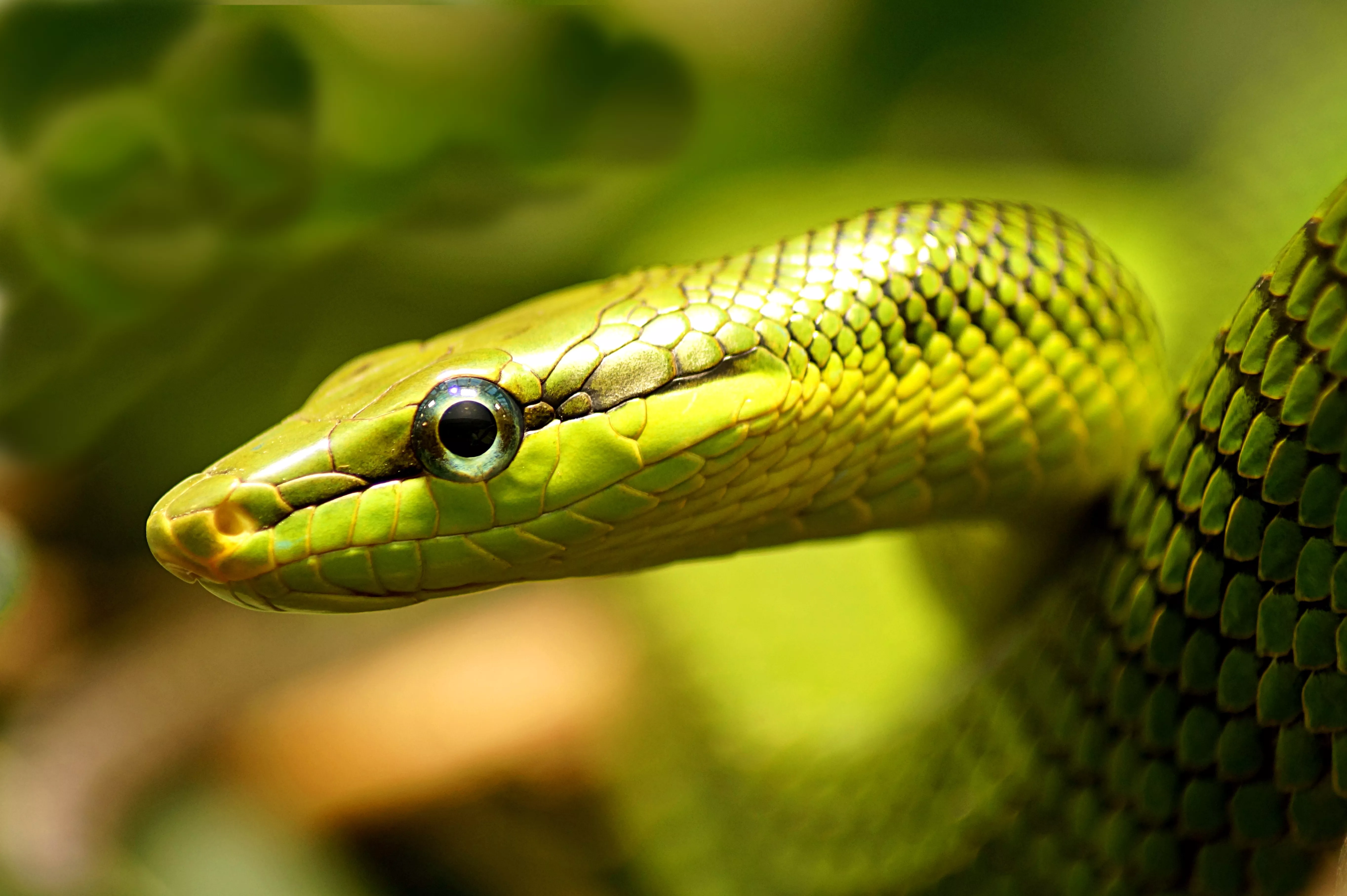 Close-up of snake on leaf