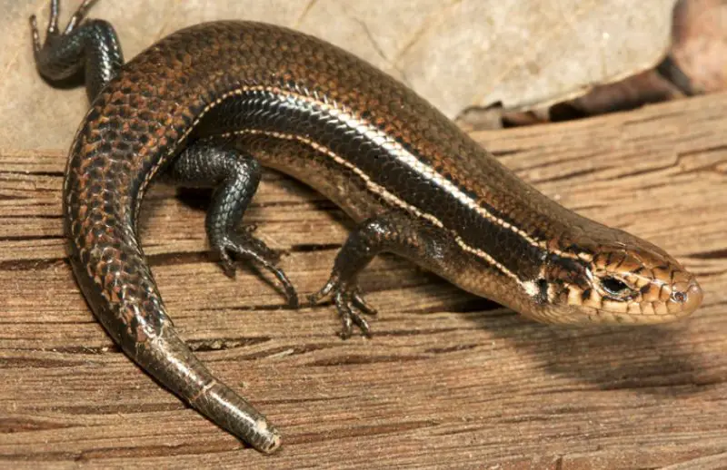 Lizards in Georgia