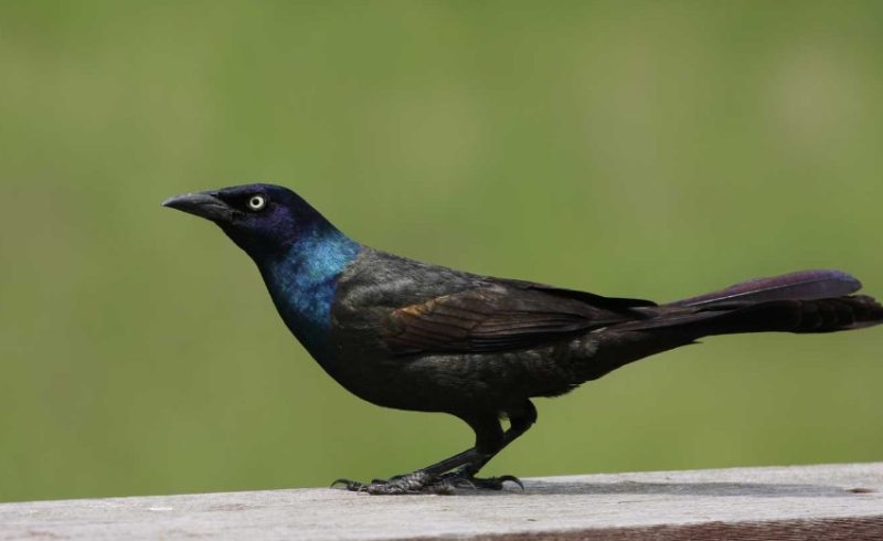 common-grackle-800x490-1-2 Blackbirds in Arizona